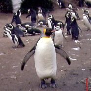 Pinguion South Pole